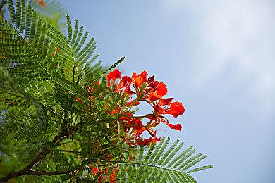 手绘风动作RPG《Tails of Iron》将于9月17日发售